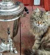 васильев николай иванович
