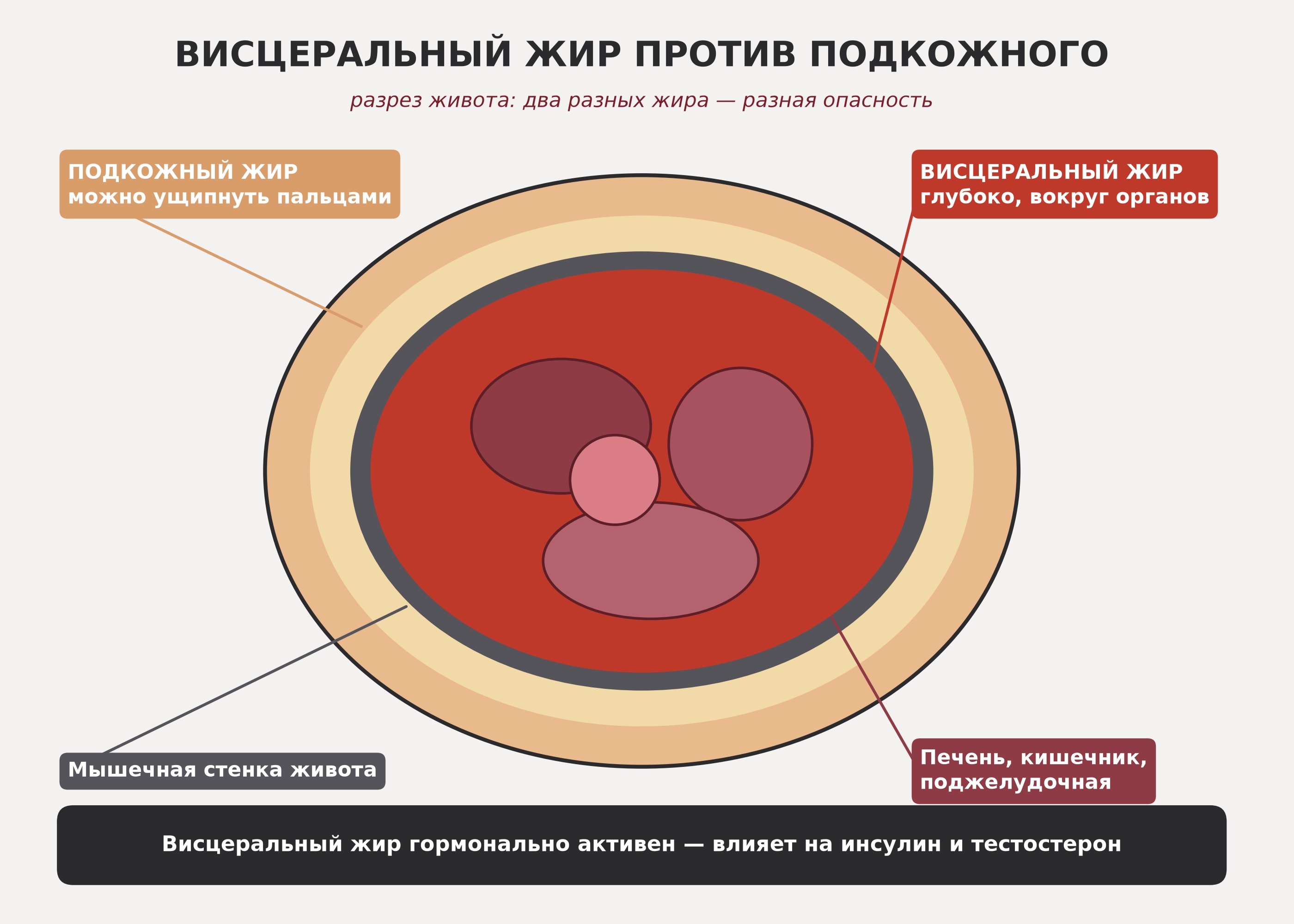 Висцеральный жир: почему живот после 30 опаснее, чем кажется, и как его убрать